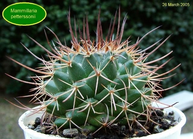 Mammillaria _petterssonii _01